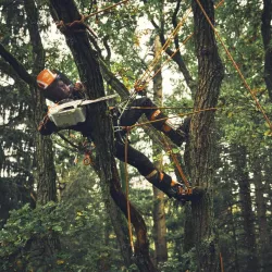 Tronçonneuse à Batterie STIHL MSA 190 - 30CM 3/8 - AP SYSTEM