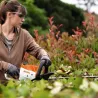 Taille-haie à batterie - STIHL - HSA 50 – PACK - AK SYSTEME